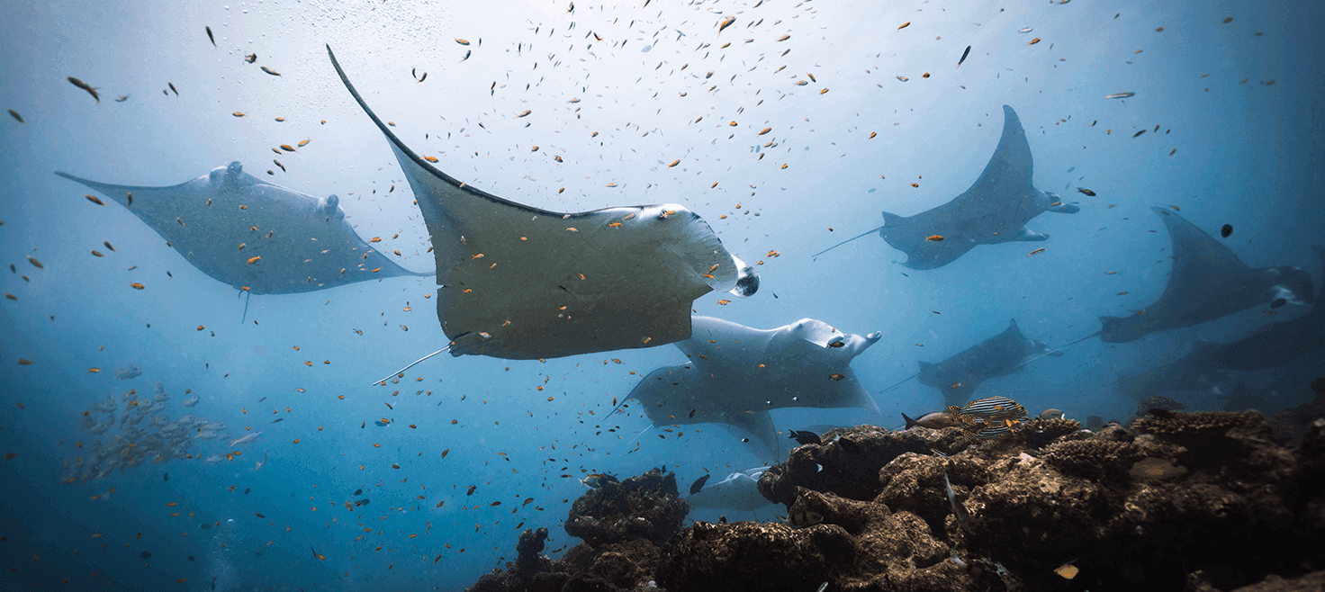 Rejser category card image