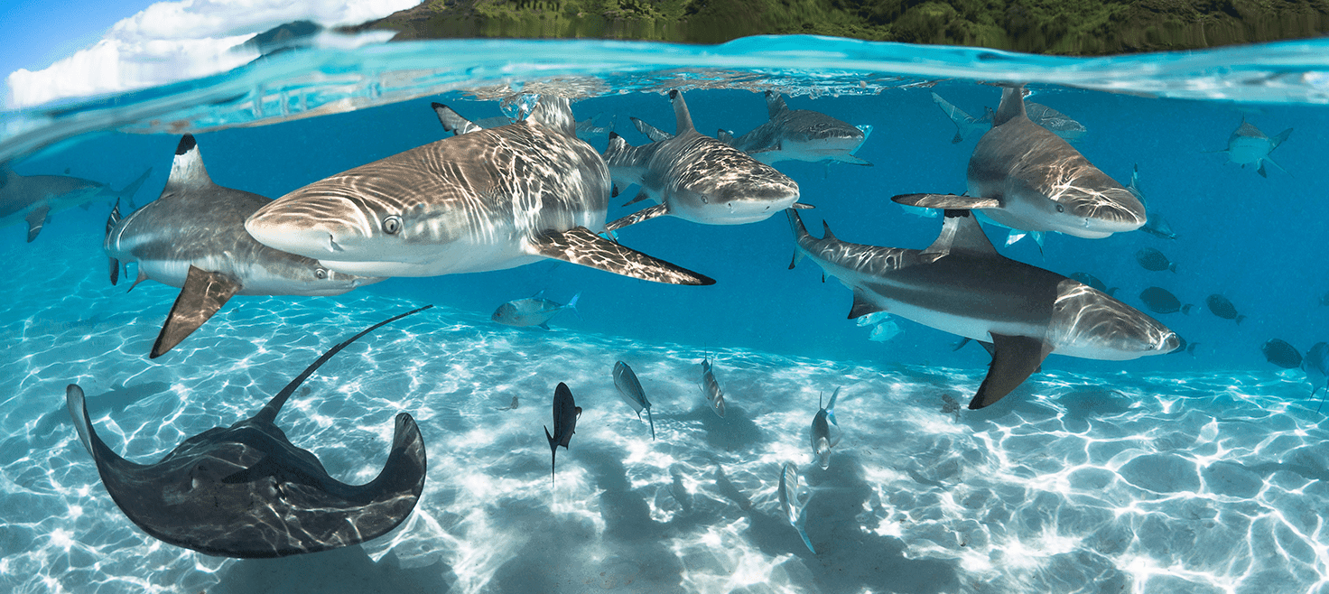 Rejser category card image